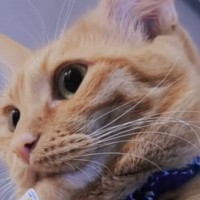 ふとネコの『顔』を見たら…まさかのモノがついていた光景に爆笑の声続出「微妙にピラピラしてるのがツボｗ」「吹き出しちゃったよ」