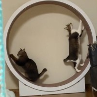 2匹の猫が一緒にキャットホイールを使おうとした結果…想像の斜め上をいく光景に爆笑する人が続出「絶妙にバランス取り合ってるｗ」「おもろ」