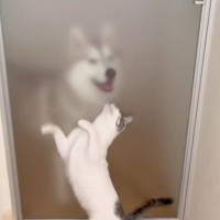 ハスキー犬が帰宅すると、猫がやって来て……ドア越しに見せた『可愛すぎる反応』が132万再生「たまらないね」「何回も見てしまった」