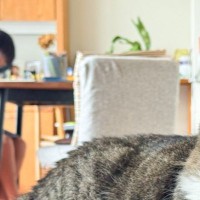 『座る場所を奪われた猫』の様子を見てみたら…まさかの『顔』に笑っちゃう人が続出「目つきが最高に可愛い」「アニメに出てきそう」と2万いいね