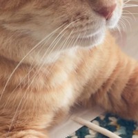 お土産の紙袋に入り込んだ猫→『目元』を見てみると…まさかの笑っちゃう光景に4万6000いいね「プライバシー保護のやつ」「喜んでるの？ｗ」