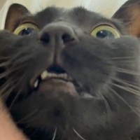 ご飯待ちを始めるのが早すぎた猫→『まだだよ』と言われ続けた結果…まさかの表情に爆笑「夢に出てくるｗ」「可愛くて無限に見ちゃう」と2万いいね