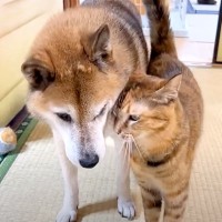大好きな同居犬が他の部屋に移動したら、ネコが…とんでもなく『尊い光景』に癒される人が続出「甘え方が上手になった」「わんこも嬉しそう」