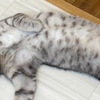 ダイイングメッセージが残っていれば完璧なのに…床で寝ている猫を見たら→『まさかの体勢』に6万いいね「撃たれたかのようなｗ」「吹いたｗｗ」
