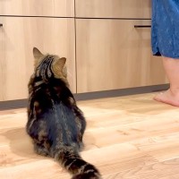 キッチンに立っていると、足元に猫がやってきて…期待のあまり見せた『まさかの行動』に「カメラ目線を決めるの可愛い」「甘え上手」と反響