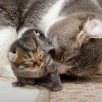 『夜泣き』が止まらない子猫たちに、新米猫夫婦が…『人間顔負けの神対応』に称賛の声「素晴らしい」「ホント感動しました」と40万再生