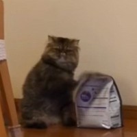 キャットフードの前にいる猫→飼い主さんのことを見つめると…可愛すぎる『催促の仕方』が326万再生「思わず声出た」「意思が強いｗ」