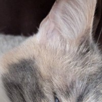 透明感のある毛色がきれいな三毛猫→『寝顔』を見てみると…衝撃の『表情』に爆笑の声「び、美猫なのにｗ」「いい夢見てそう」と１万いいね