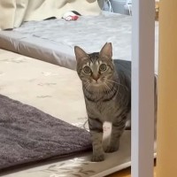 出張から帰ってきたパパ→３匹のネコが『熱烈大歓迎』してくれるかと思いきや…予想を裏切る『ハプニング』が話題「三者三猫」「思わずワロタ」