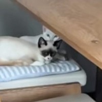 椅子の上でのんびりとしている2匹の子猫→『ご飯の出る音』が鳴ると…思わず笑顔になる瞬間が24万再生「めちゃ可愛い」「笑った」