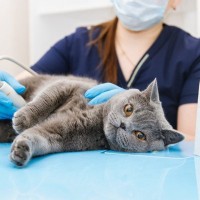 猫に見られたら『即受診すべき症状』6選　それぞれの考えられる病気も解説