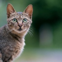 猫の『地震予知』にまつわる3つの通説　よく見られる行動やいち早く気づける理由など