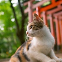 『和猫』と『洋猫』って何が違うの？それぞれの特徴や魅力を解説