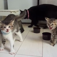 一生懸命吠えていた犬に……2匹の子猫とママ猫が見せた『可愛すぎるリアクション』が87万再生「愛おしいね」「めっちゃ笑っちゃった」