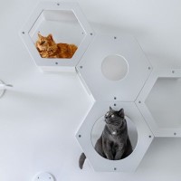 猫を楽しませる『キャットステップ』！あると嬉しい理由と設置する際の5つの注意点