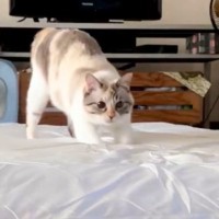 「キレッキレの動きに笑ったｗ」無人の部屋でひとり遊びする猫を見てみると…思わず笑顔になる光景に８万いいね「活動的で素晴らしい」