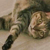 床の上でリラックスしている猫→よく見たら……2度見必至の『とんでもない体勢』に5万いいね「考えてもわからんねｗ」「体操選手を超えてる」