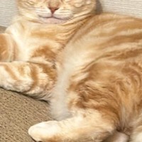 リラックスしている猫に『爪切ろうか？』と聞いてみたら…まさかの『表情』に3万いいね「めっちゃお上品で笑った」「いぇ、間に合ってます」