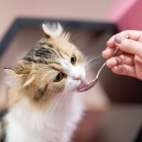 『人の健康食材』は猫にも与えてOK？NG？ネバネバや発酵食品など、7つの食材を解説