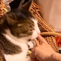獣医師『なんで異常に気付けたの？』→猫の飼い主さんが放った『衝撃の一言』に5万7000いいね「愛がなきゃできないね」「飼い主の鑑」と話題