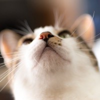 猫の鼻に『黒いほくろ・シミ』ができたときの原因5選　要注意なケースも…