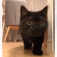 カメラの前まで走ってきた猫→『通り過ぎた』かと思ったら、次の瞬間…まさかの行動に6万いいね「可愛すぎて何回も見ちゃう」「吹いちゃったｗ」