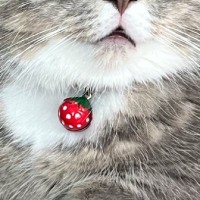 『何とも味のあるお顔』→猫の表情を見てみたら…思わず笑顔になる光景に２万いいね「アクセとのギャップがシュールｗ」「素人は黙っとれ」