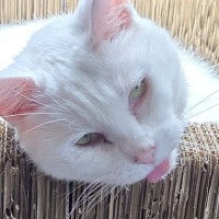 なんとも言えない表情をしている猫→実は……嘘みたいな『表情の理由』に爆笑の声「信じられないｗ」「想像で気持ちよくなってそうｗ」と3万いいね