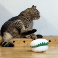 突然流れてきた寿司のおもちゃに猫が…人間みたいな『まさかのリアクション』に7万2000いいね「大爆笑しましたｗ」「100点の反応」