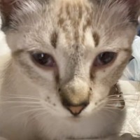 猫の姿に違和感を感じた飼い主さん→過去の様子と見比べてみると…劇的な『見た目の変化』が22万再生「彼氏から旦那になった感じｗ」「垢入りｗ」