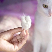 猫の抜け毛が増える『換毛期』うまく乗り切るための3つの対策　放置は体調不良の原因にも