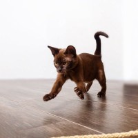 愛猫が『突然暴れ始めた』ときに考えられる4つの原因　飼い主として取るべき対応は？
