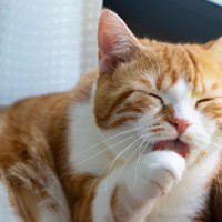 猫が『自分の手を舐め続けている』ときの5つの理由　ただ毛づくろいじゃないかも？