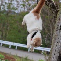 猫も木から落ちる？愛猫が『ジャンプに失敗する』4つの理由