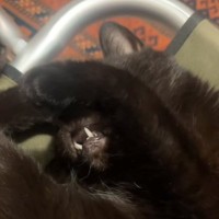 「彼氏と彼女の会話ｗ」顔を隠すようにして寝ている黒猫→『顔見して』と言うと…尊すぎる反応と会話の様子が270万再生「可愛すぎて涙出た」