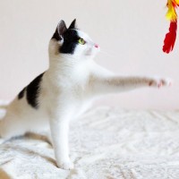 愛猫とやってはいけない『危険すぎる遊び』4選　絶対NGな理由も解説