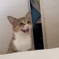 真剣な表情でママに向かって鳴く猫→クローゼットに入っていったかと思ったら…まさかの『やり取りの様子』が23万再生「すごい必死で笑った」