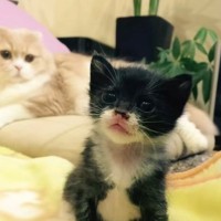 手のひらサイズの白黒子猫を保護して『10年』育てた結果…愛にあふれた『成長ビフォーアフター』に反響「なかなかの大きさになってて笑った」