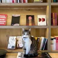 図書館で人気のマスコットは「ロボット猫」不安や孤独感の解消にも一役　オーストラリア