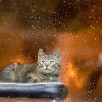 猫がくしゃみをすると雨が降る？かつて猫を観察して、天気予報をした人がいた！米国
