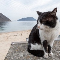 まるで猫版『寅さん』！？多くの人々に見守られながら、冒険を続ける白黒猫　英国