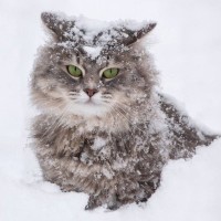 まさに『スーパーヒーロー・キャット！』人間の命を救った英雄猫たち