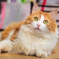 猫も『死んだフリ』をする？！猫が突然動かなくなる理由5選