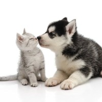 猫がいる家に『他の動物種』を迎えても大丈夫？3つの種類別に見る相性と注意点