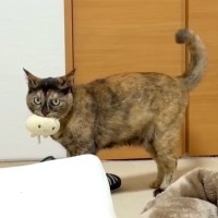 ベランダへ洗濯物を干しにいくと、元野良猫が大声で鳴きだして…切なすぎる『理由』と同居猫との性格の違いに「行動が可愛い」「悶えた」と反響