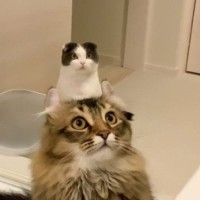 2匹の猫が重なった結果…まさかの『頭から生えているように見える』奇跡の光景に10万いいね「思わず3度見してしまったｗ」「キノコみたいｗ」