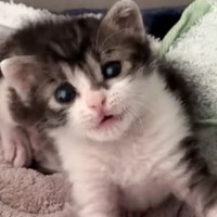 赤ちゃん猫の『歯』を撮りたくて毎日カメラを構えた結果…数々の可愛すぎる瞬間が16万再生「あっという間なんだよね」「強硬手段に出てて笑った」