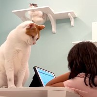 女の子が『夏休みの宿題』をしていると、２匹のネコが…思わず笑ってしまう『まさかの展開』が10万再生「圧のかけ方ｗ」「集中できないよね」