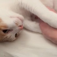 兄猫のことを可愛がっていたら…次の瞬間→後ろから見ていた妹猫の『可愛すぎる行動』が50万再生「お兄ちゃんだけずるいー」「人も動物も同じ」