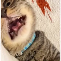 おうちに来て10日目の猫→名前を呼んでみたら…10日目とは思えない『まさかの甘え方』が可愛すぎると90万再生「たまらん」「天性の人タラシ」